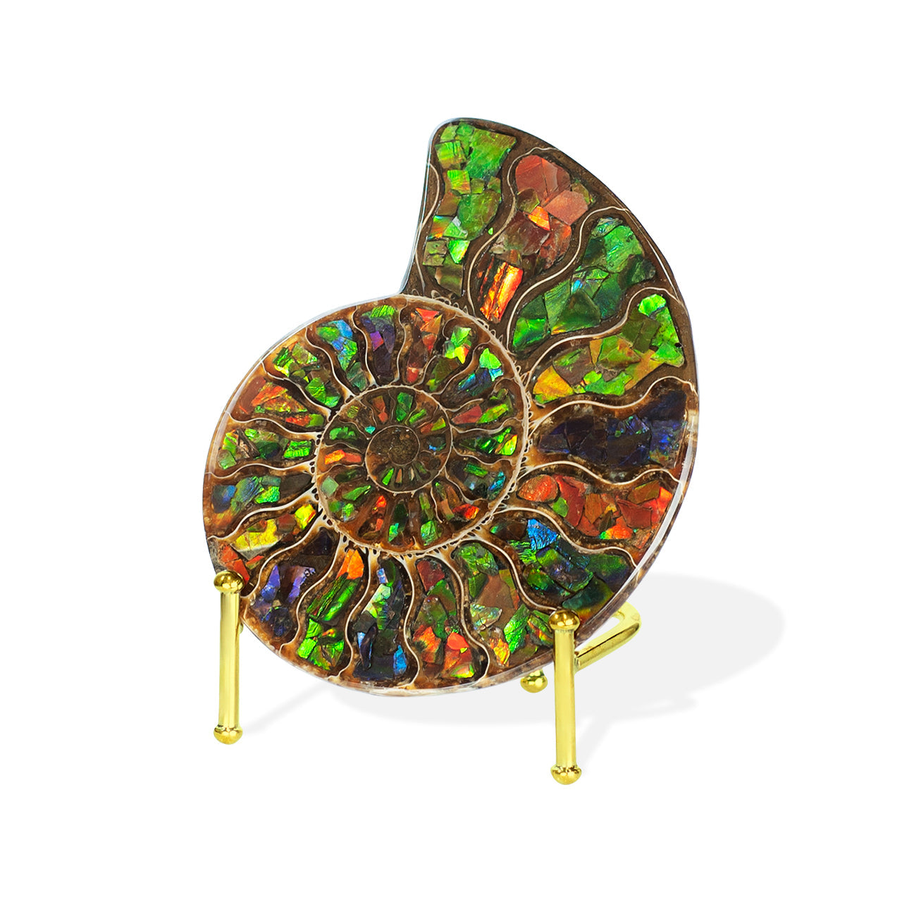 Starborn Ammonite Half with Ammolite Inlay Display Stone (Solid Color Chambers) - 1 Piece