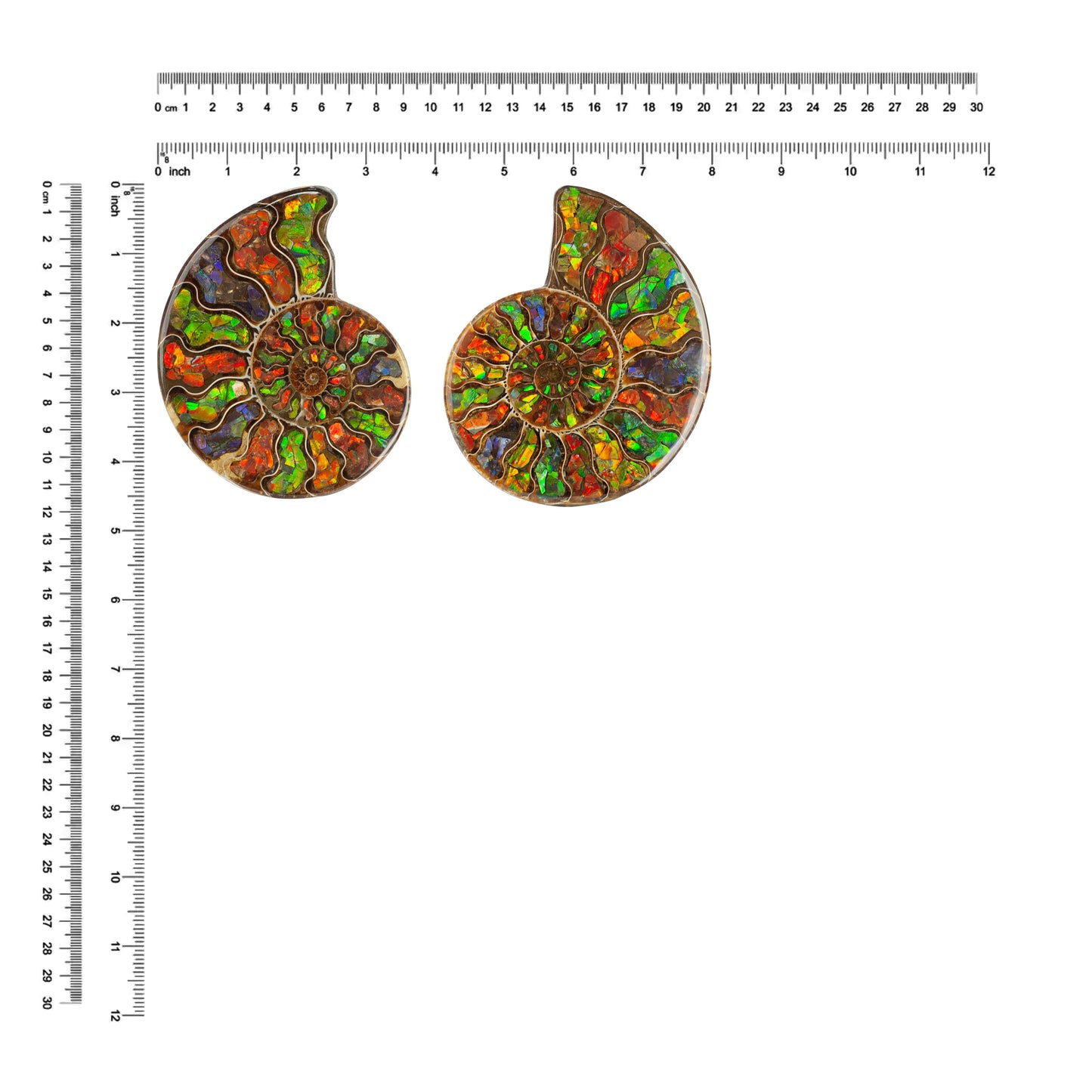 Starborn Ammonite Half with Ammolite Inlay Display Stone (Solid Color Chambers) - 1 Piece