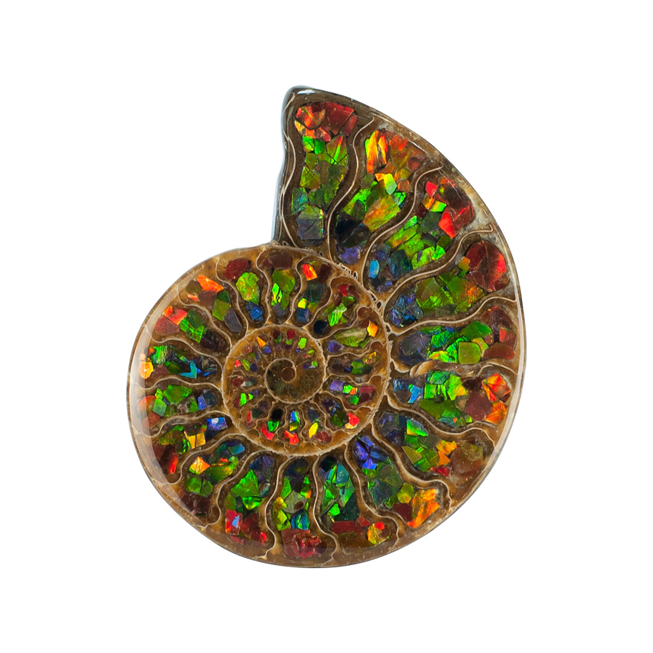 Starborn Half Ammonite with Ammolite Inlay Display Stone (Red, Green, Blue) - 1 Piece