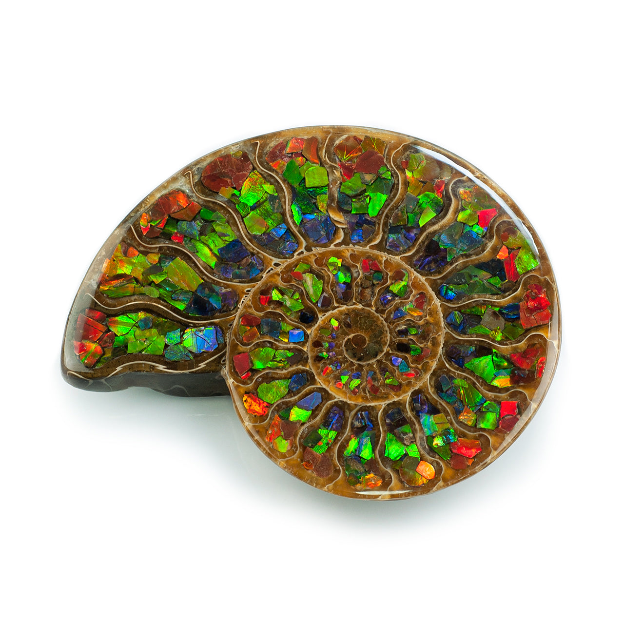 Starborn Half Ammonite with Ammolite Inlay Display Stone (Red, Green, Blue) - 1 Piece