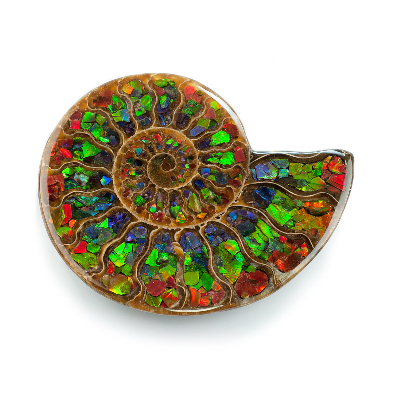 Starborn Half Ammonite with Ammolite Inlay Display Stone (Red, Green, Blue) - 1 Piece
