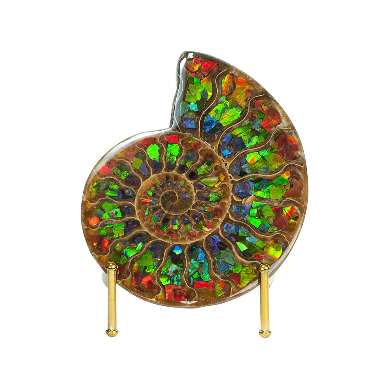 Starborn Half Ammonite with Ammolite Inlay Display Stone (Red, Green, Blue) - 1 Piece