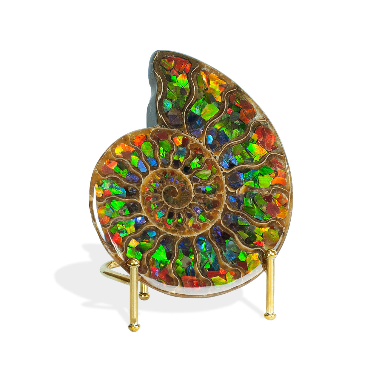 Starborn Half Ammonite with Ammolite Inlay Display Stone (Red, Green, Blue) - 1 Piece