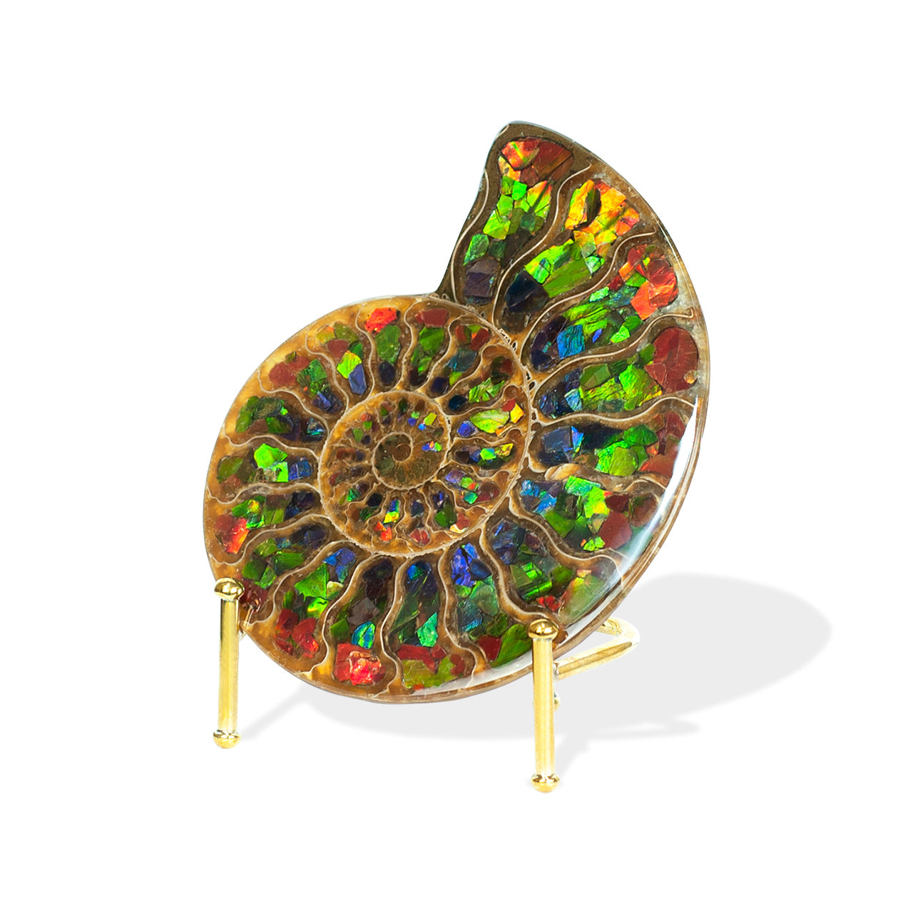 Starborn Half Ammonite with Ammolite Inlay Display Stone (Red, Green, Blue) - 1 Piece