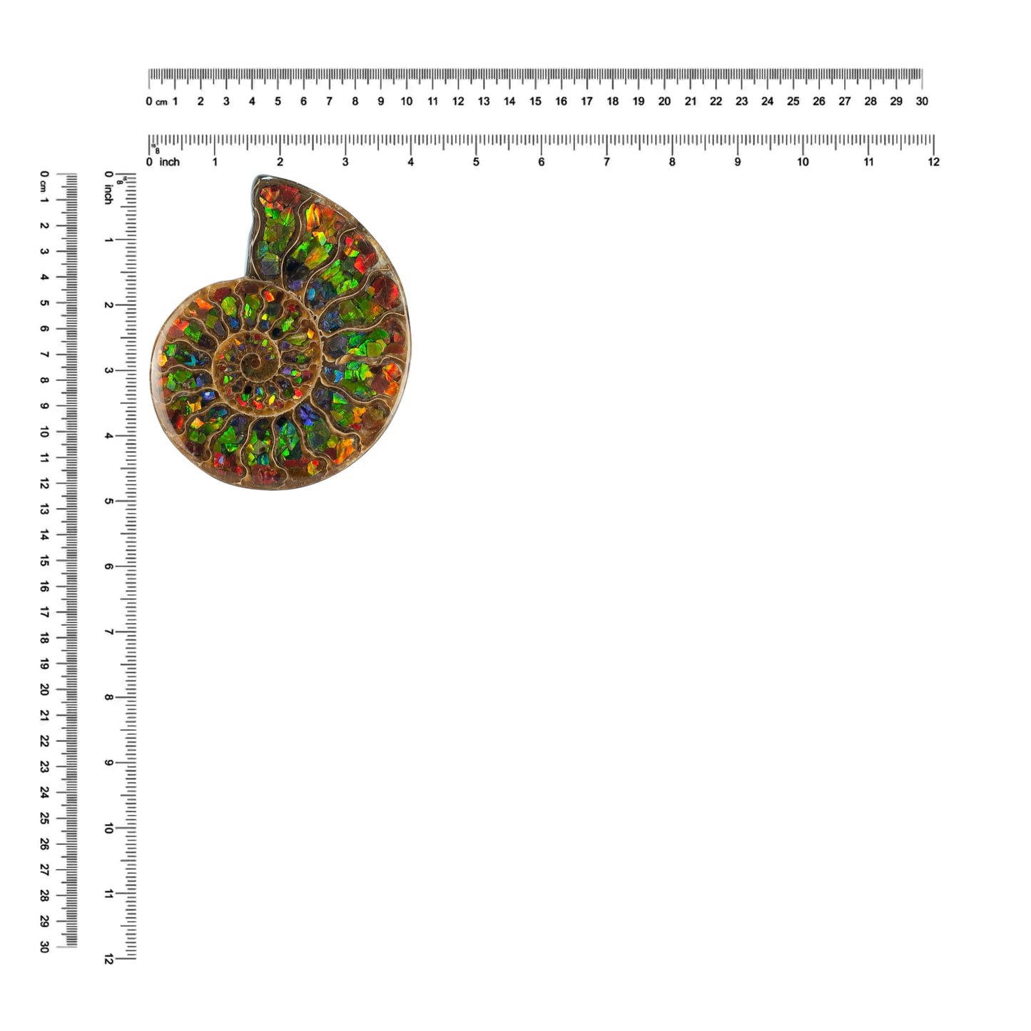 Starborn Half Ammonite with Ammolite Inlay Display Stone (Red, Green, Blue) - 1 Piece