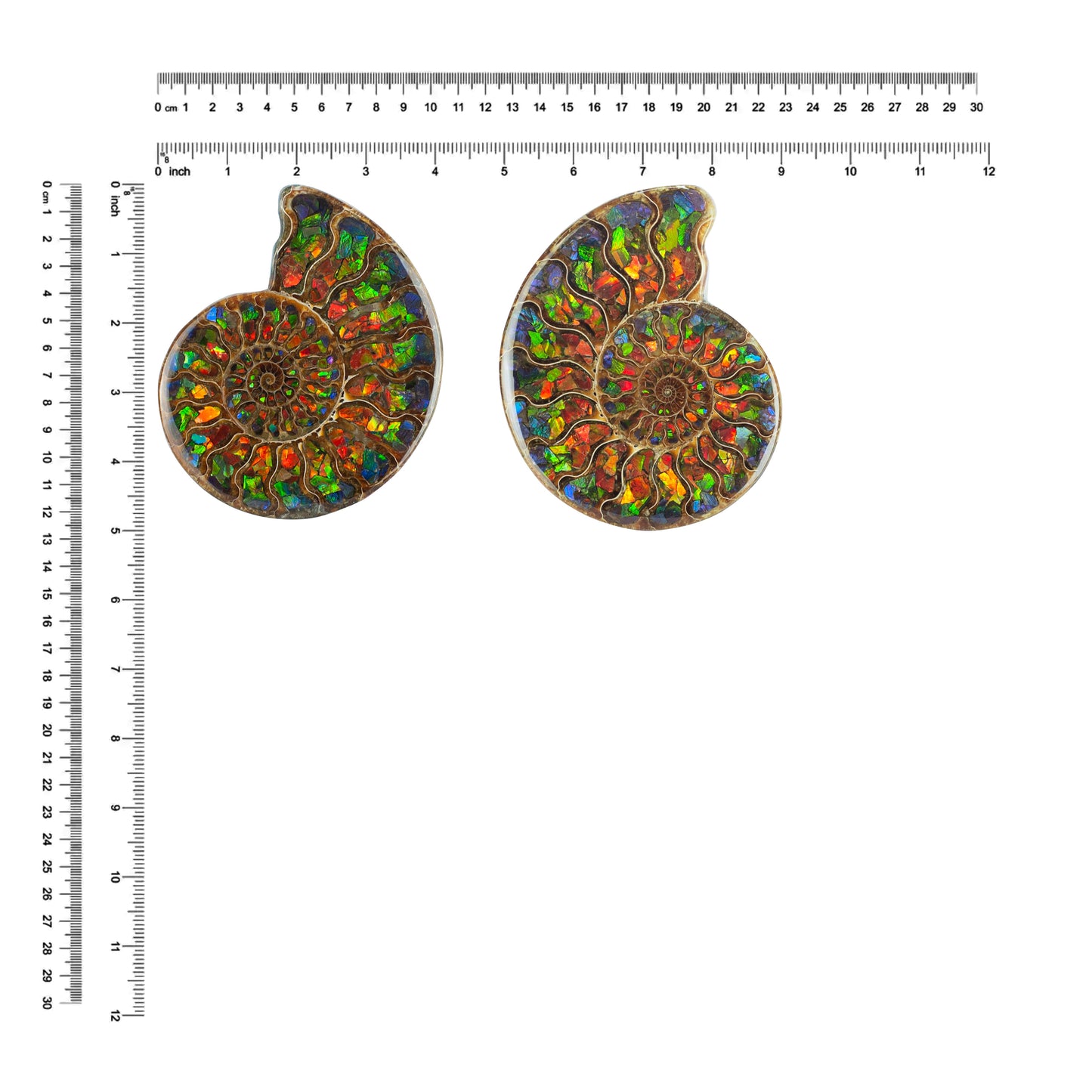 Starborn Half Ammonite with Ammolite Inlay Display Stone (Blue, Green, Red) - 1 Piece