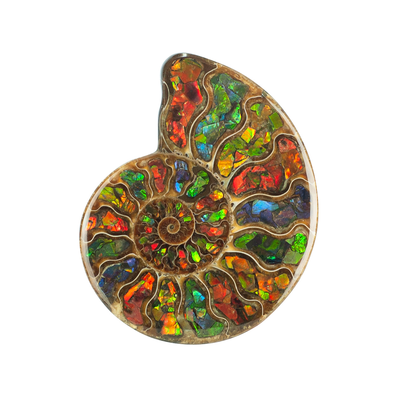Starborn Ammonite Half with Ammolite Inlay Display Stone (Solid Color Chambers) - 1 Piece