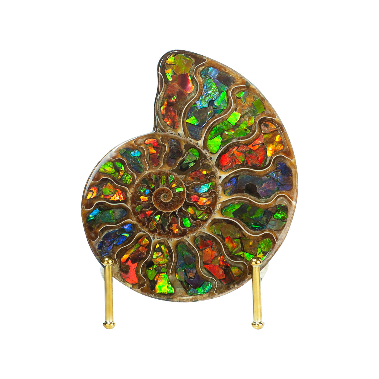 Starborn Ammonite Half with Ammolite Inlay Display Stone (Solid Color Chambers) - 1 Piece