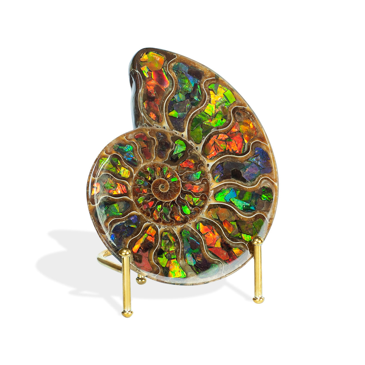 Starborn Ammonite Half with Ammolite Inlay Display Stone (Solid Color Chambers) - 1 Piece
