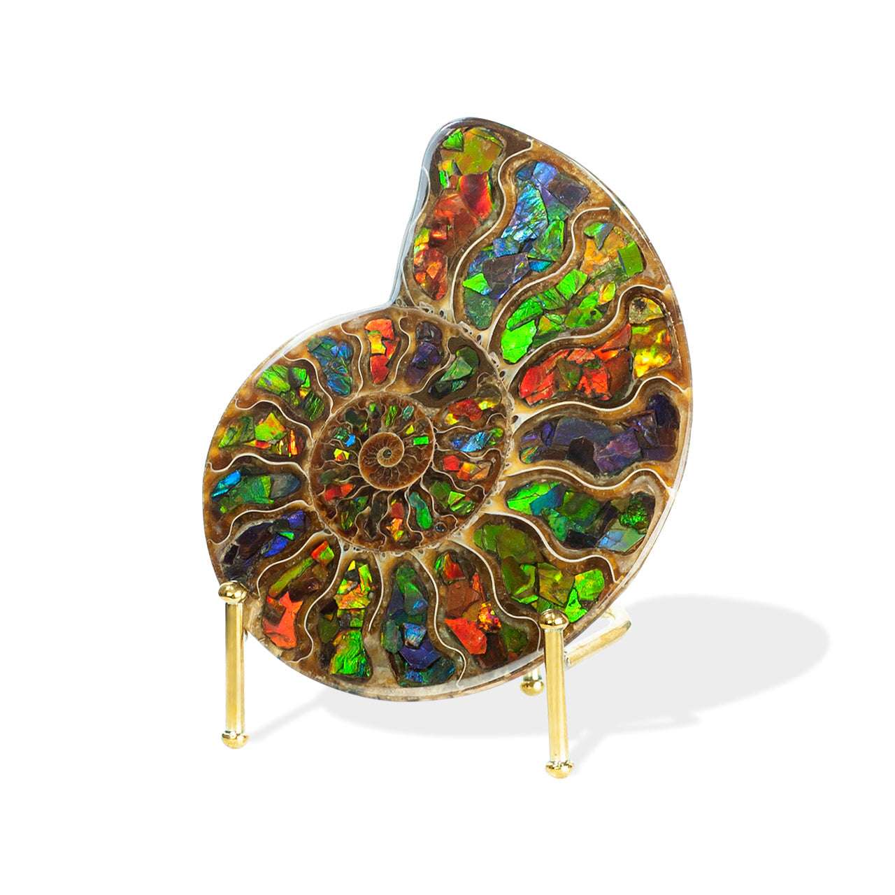 Starborn Ammonite Half with Ammolite Inlay Display Stone (Solid Color Chambers) - 1 Piece