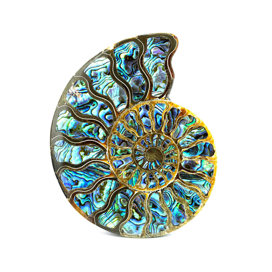 Starborn Ammonite Half with Abalone Shell Inlay 12-13cm Display Stone - 1 piece