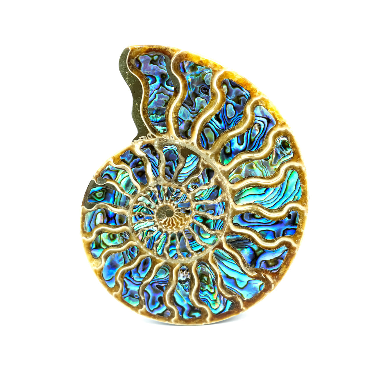 Starborn Ammonite Half with Abalone Shell Inlay 12-13cm Display Stone - 1 piece