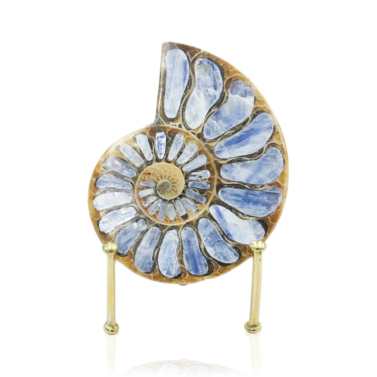 Starborn Ammonite with Kyanite Inlay Display Stone - 1 Piece