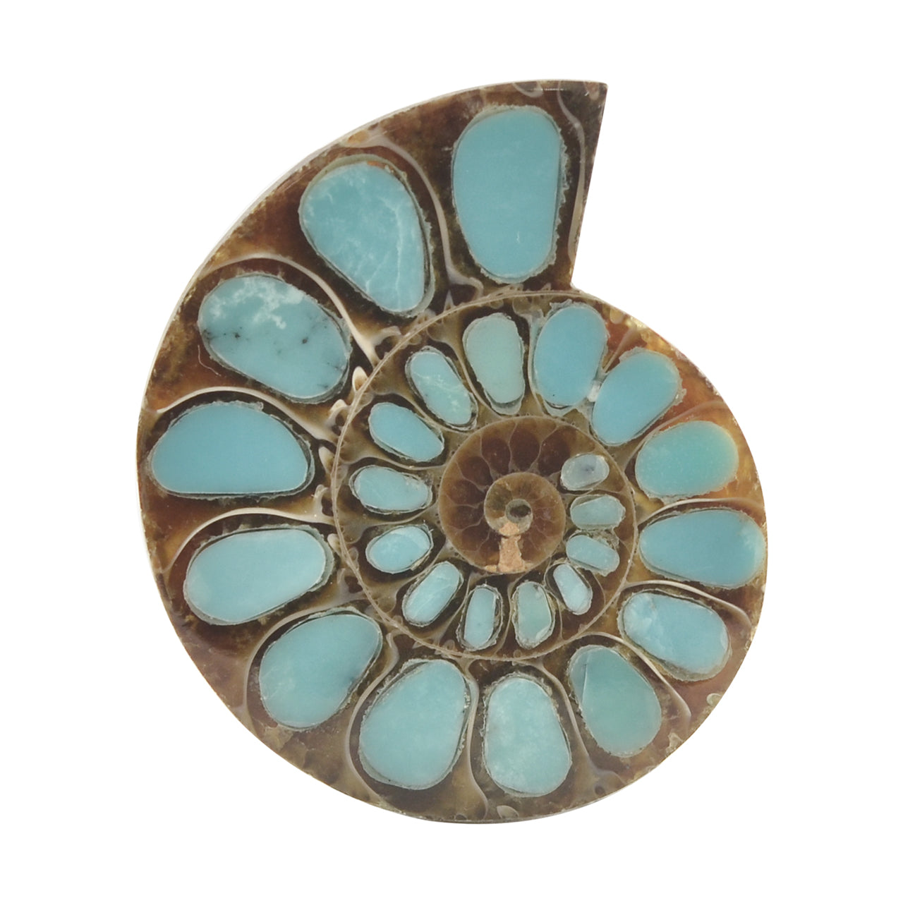 Starborn Ammonite with Turquoise Inlay Cabochon 33 - 35 mm, 1 Piece