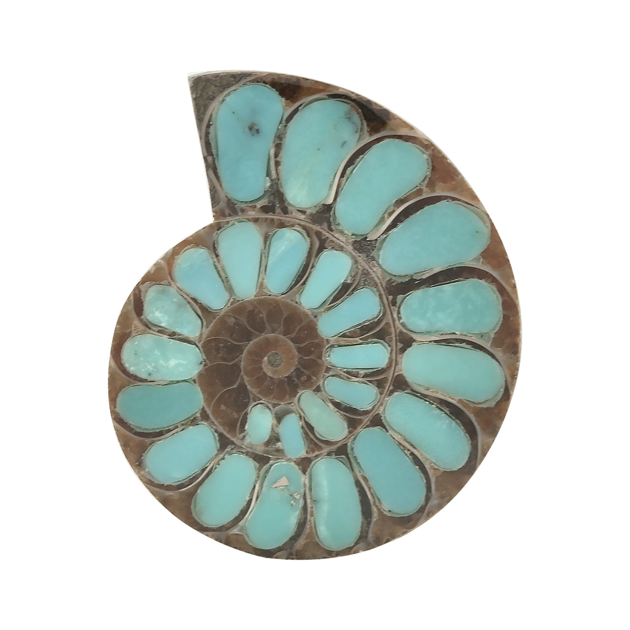 Starborn Ammonite with Turquoise Inlay Cabochon 33 - 35 mm, 1 Piece