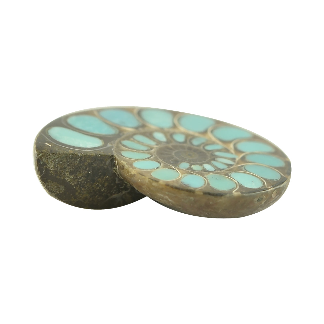 Starborn Ammonite with Turquoise Inlay Cabochon 33 - 35 mm, 1 Piece