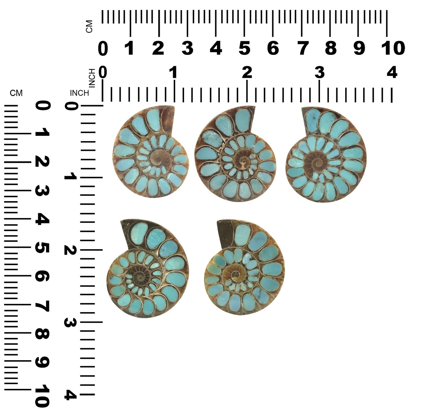 Starborn Ammonite with Turquoise Inlay Cabochon 33 - 35 mm, 1 Piece