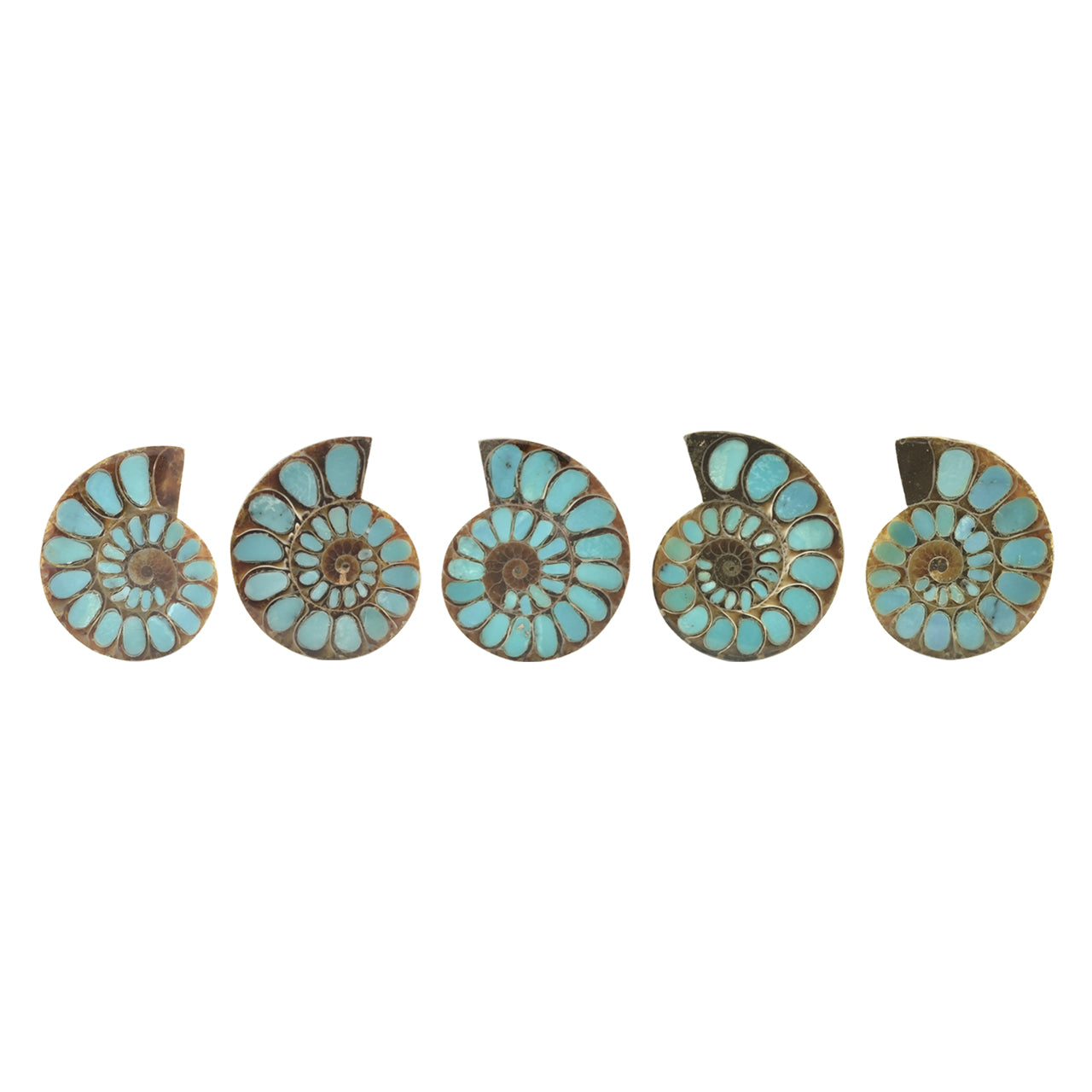 Starborn Ammonite with Turquoise Inlay Cabochon 33 - 35 mm, 1 Piece