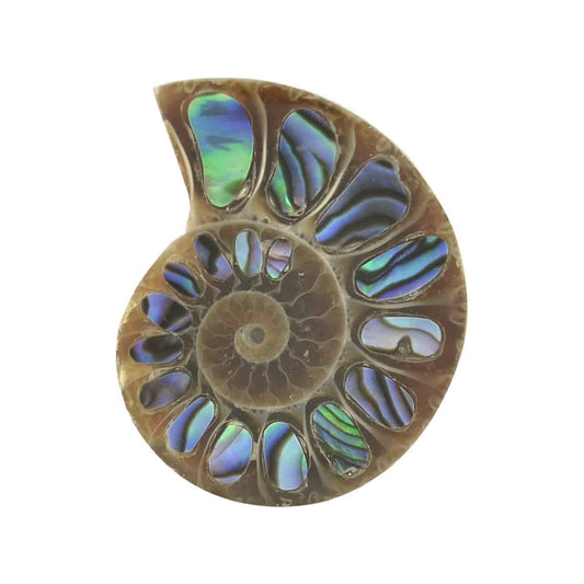 Starborn Ammonite Half with Abalone Inlay Cabochon (24-26mm) - 1 Piece