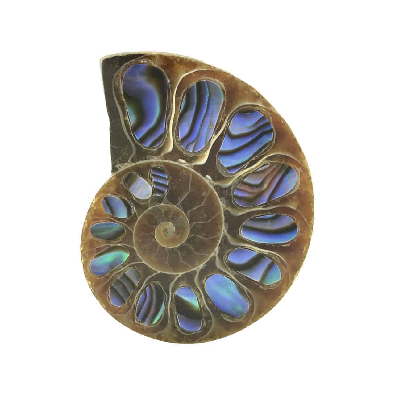 Starborn Ammonite Half with Abalone Inlay Cabochon (24-26mm) - 1 Piece