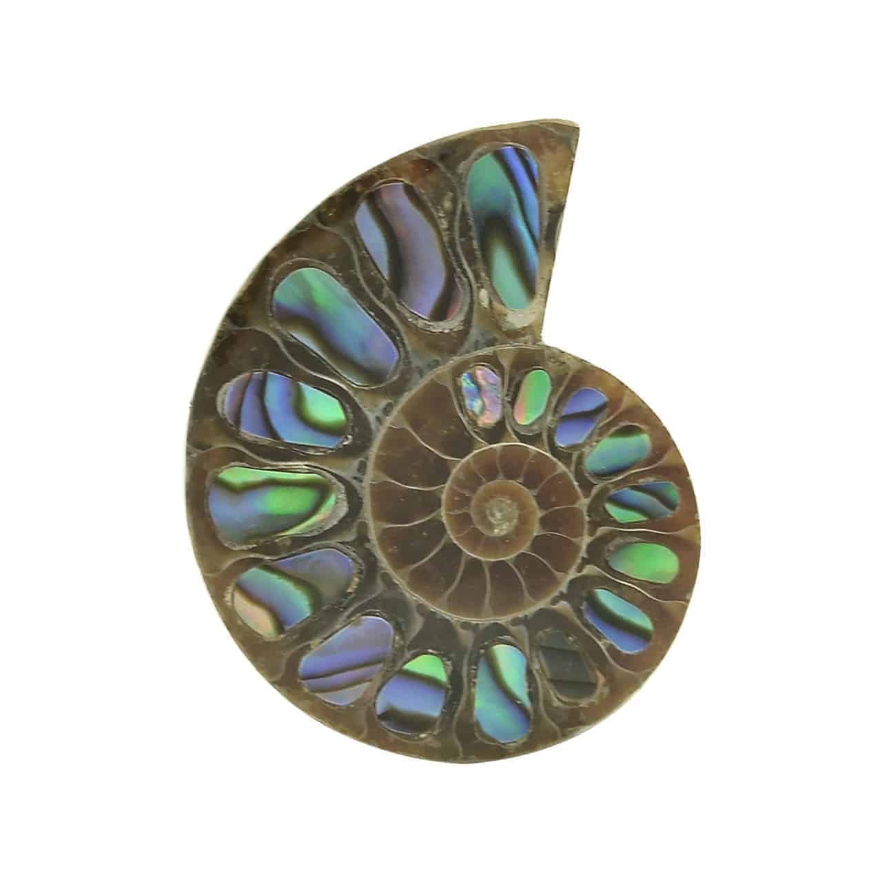 Starborn Ammonite Half with Abalone Inlay Cabochon (24-26mm) - 1 Piece