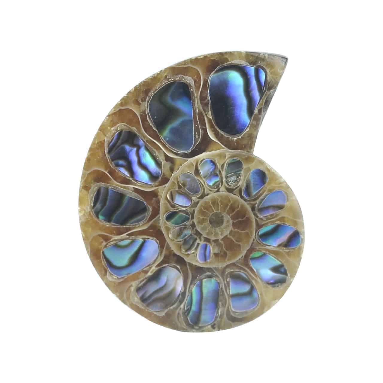 Starborn Ammonite Half with Abalone Inlay Cabochon (28mm-30mm) - 1 Piece