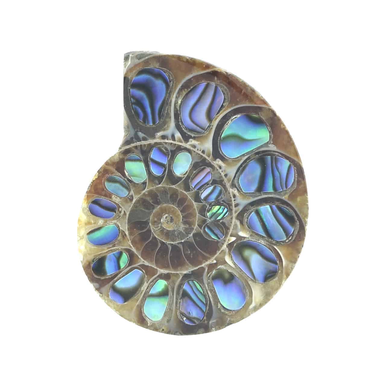 Starborn Ammonite Half with Abalone Inlay Cabochon (28mm-30mm) - 1 Piece