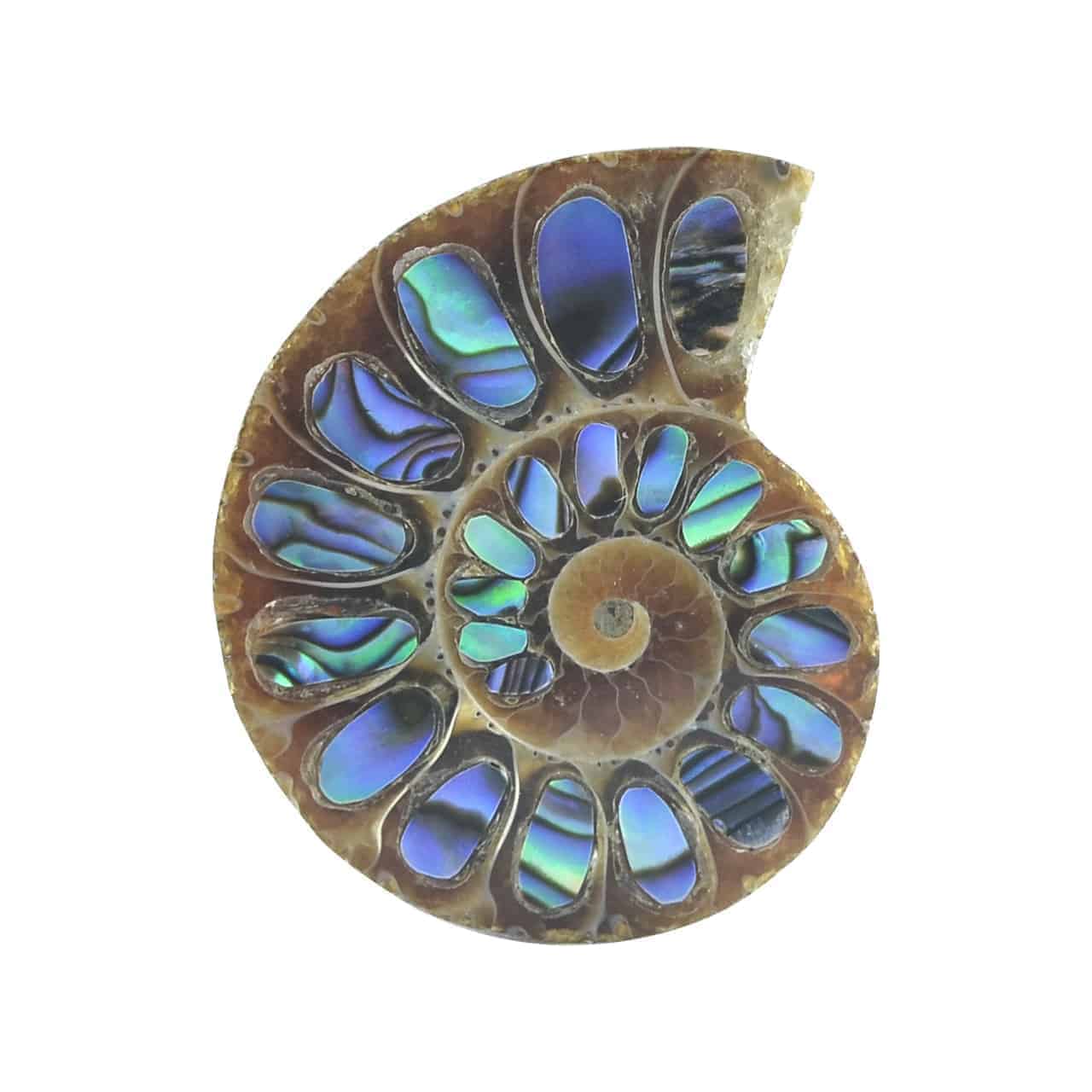 Starborn Ammonite Half with Abalone Inlay Cabochon (28mm-30mm) - 1 Piece