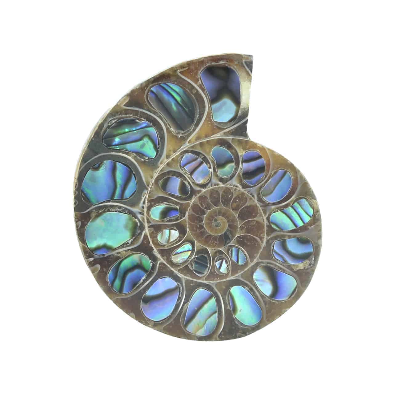 Starborn Ammonite Half with Abalone Inlay Cabochon (33mm-35mm) - 1 Piece