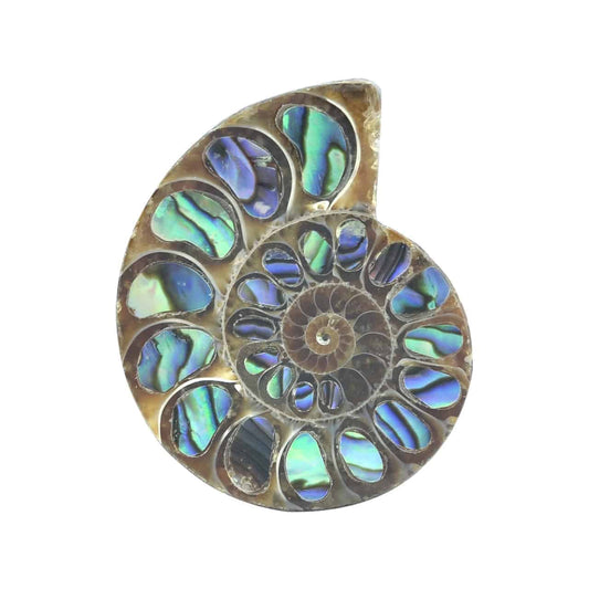 Starborn Ammonite Half with Abalone Inlay Cabochon (33mm-35mm) - 1 Piece