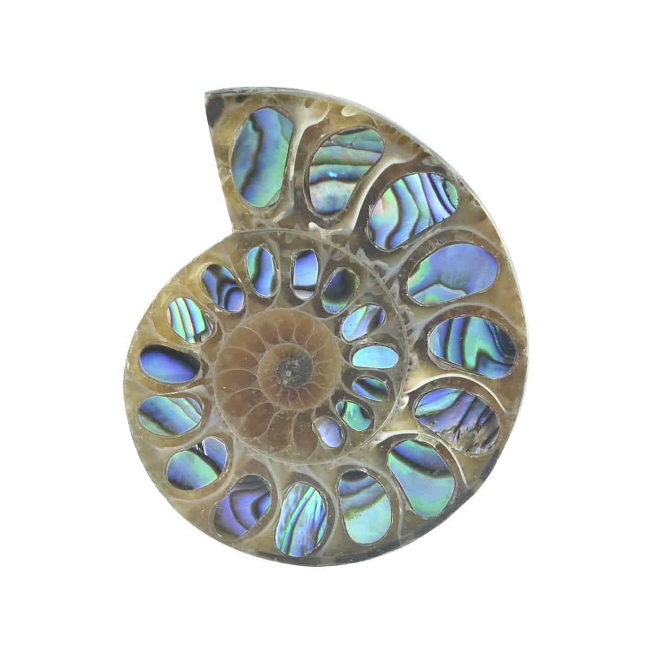 Starborn Ammonite Half with Abalone Inlay Cabochon (33mm-35mm) - 1 Piece