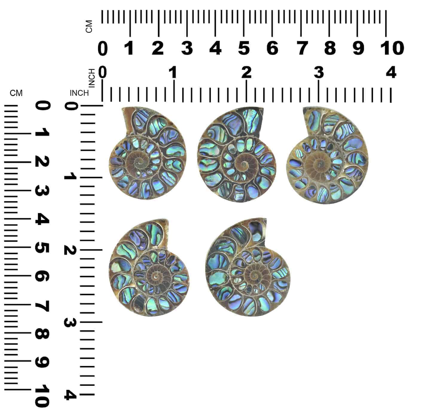 Starborn Ammonite Half with Abalone Inlay Cabochon (33mm-35mm) - 1 Piece