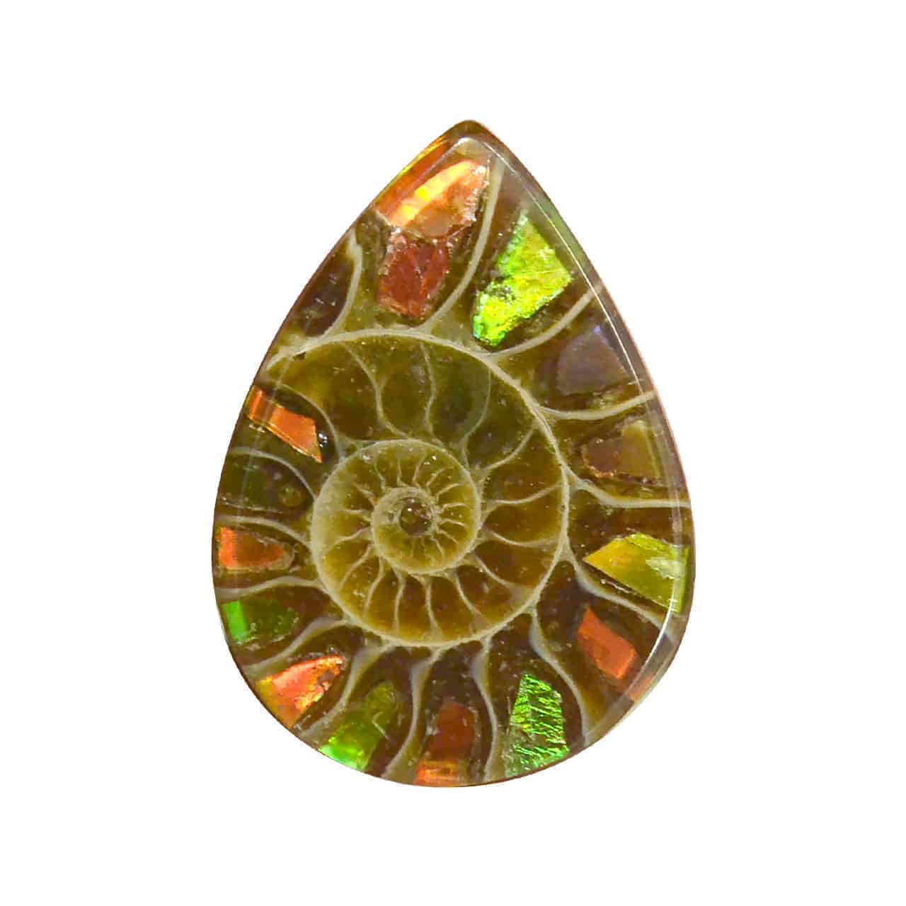 Starborn Ammonite with Ammolite Inlay Cabochon (16x12mm) - 1 Piece