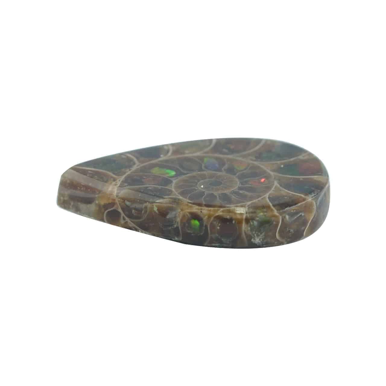 Starborn Ammonite with Ammolite Inlay Cabochon (16x12mm) - 1 Piece