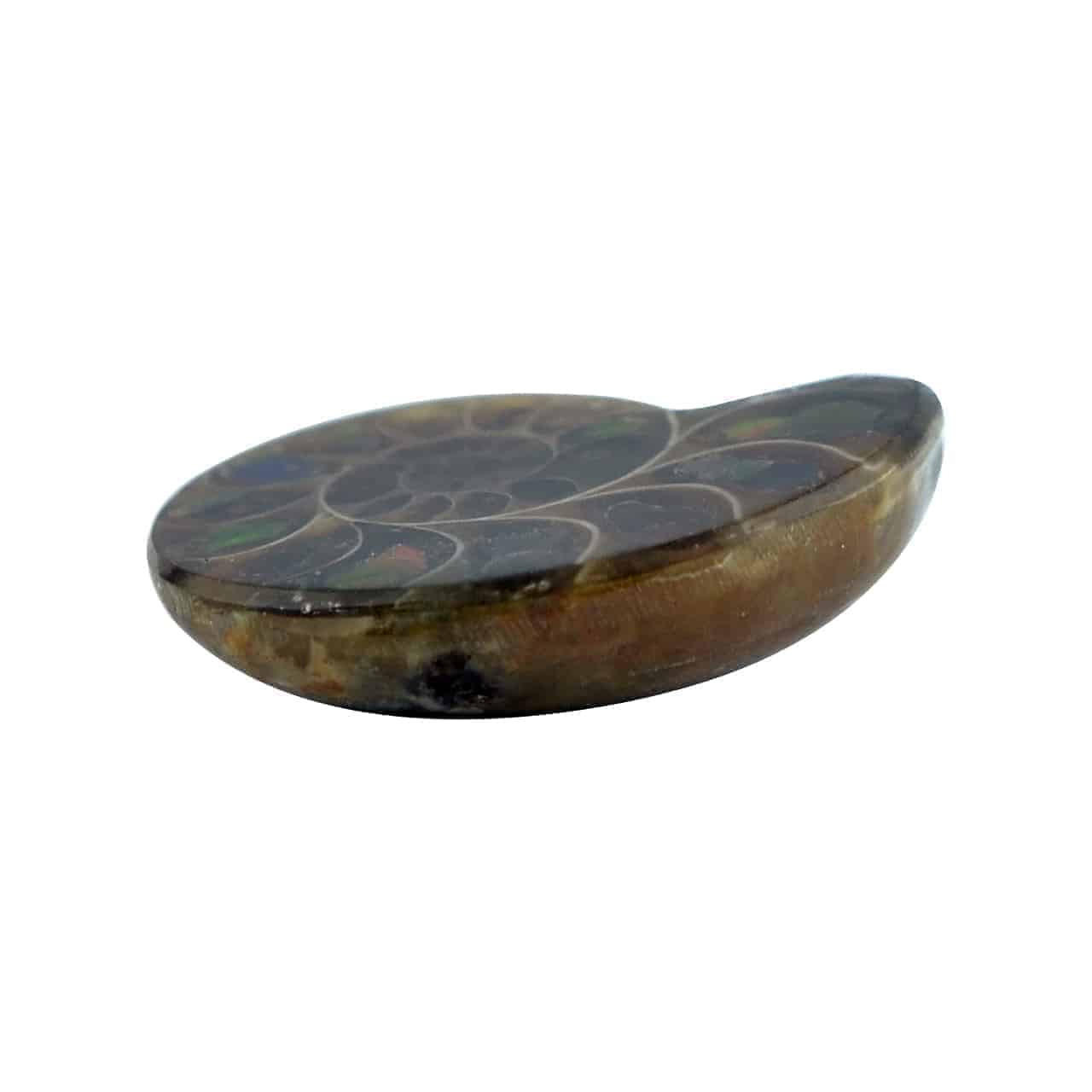 Starborn Ammonite Half with Ammolite Inlay Cabochon (33-35mm) - 1 Piece