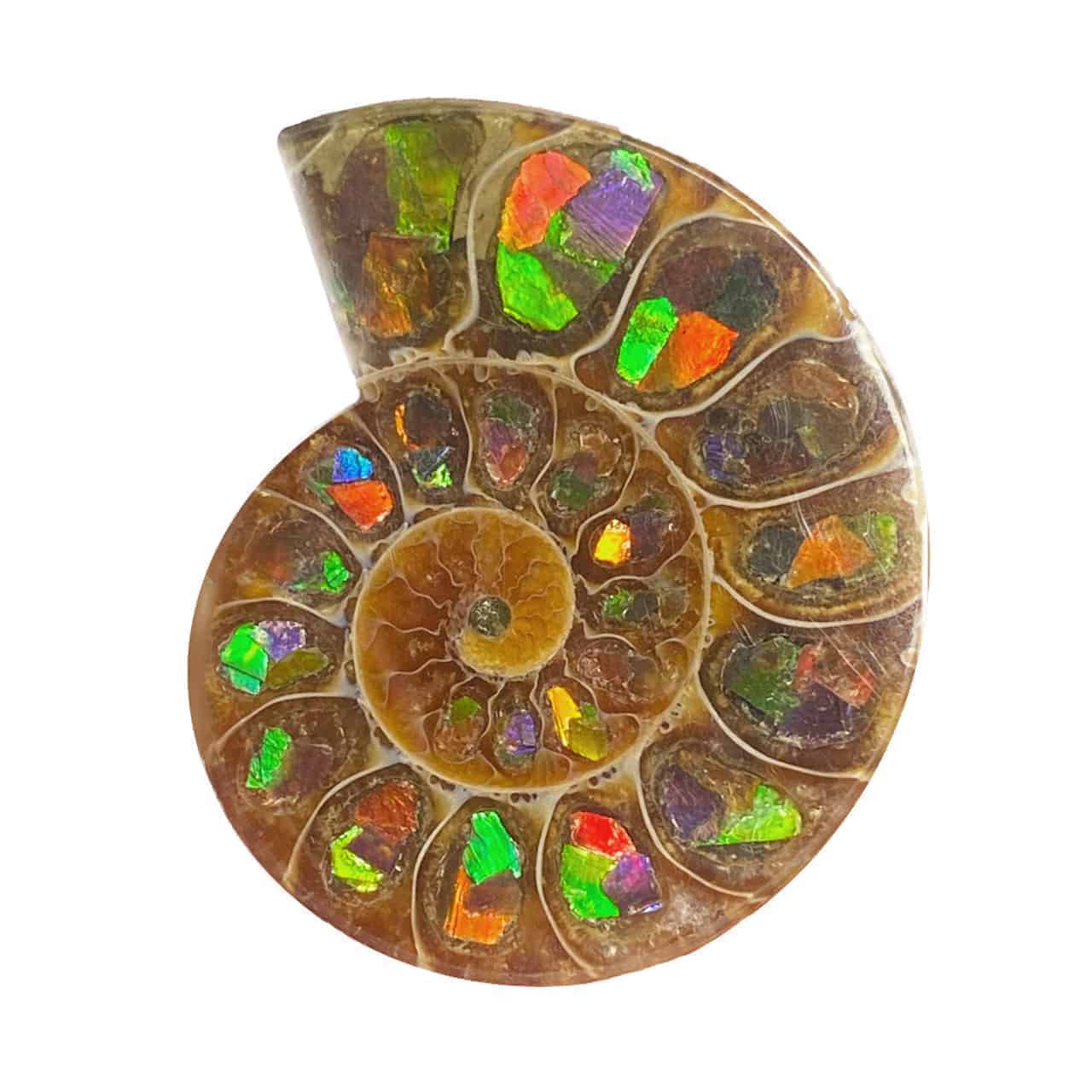 Starborn Ammonite Half with Ammolite Inlay Cabochon (33-35mm) - 1 Piece