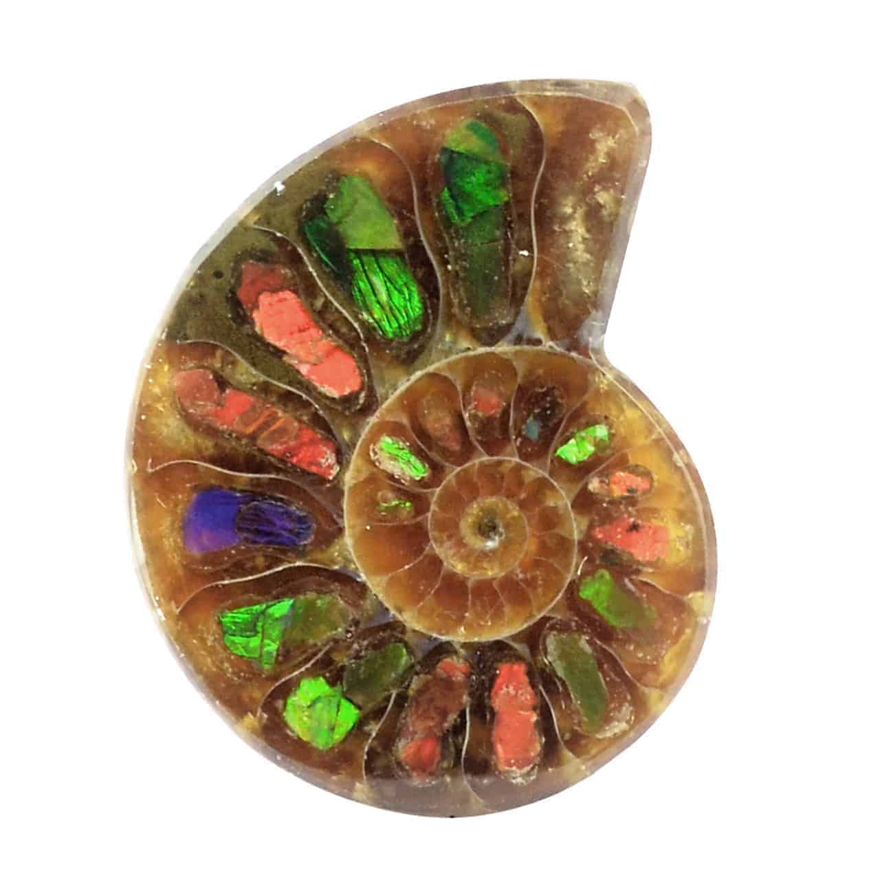 Starborn Ammonite Half with Ammolite Inlay Cabochon (33-35mm) - 1 Piece