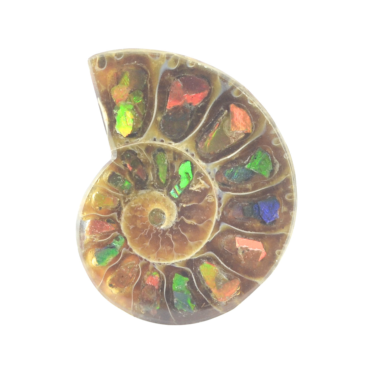 Starborn Ammonite with Ammolite Inlay Cabochon (25-26mm) - 1 Piece