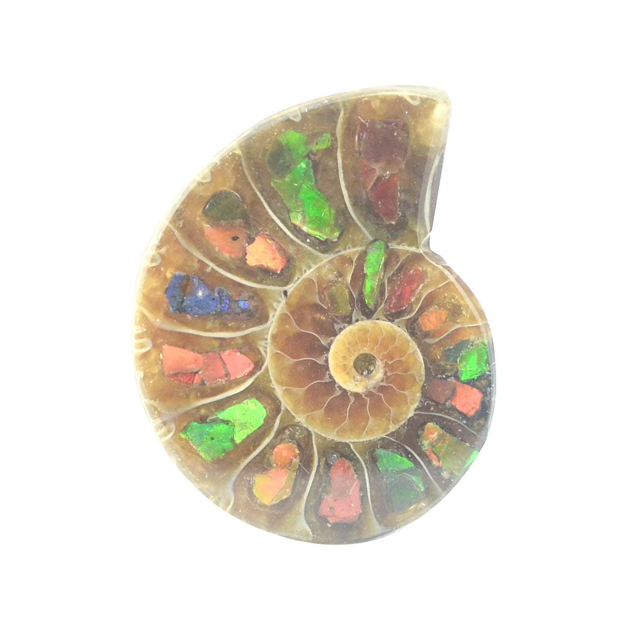 Starborn Ammonite with Ammolite Inlay Cabochon (25-26mm) - 1 Piece