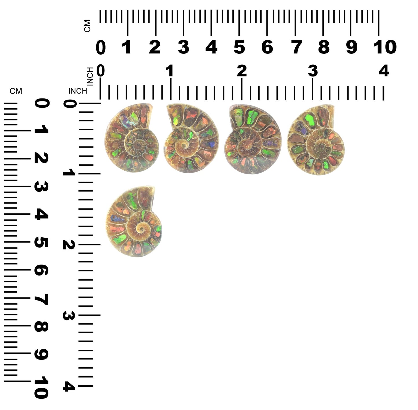 Starborn Ammonite with Ammolite Inlay Cabochon (25-26mm) - 1 Piece