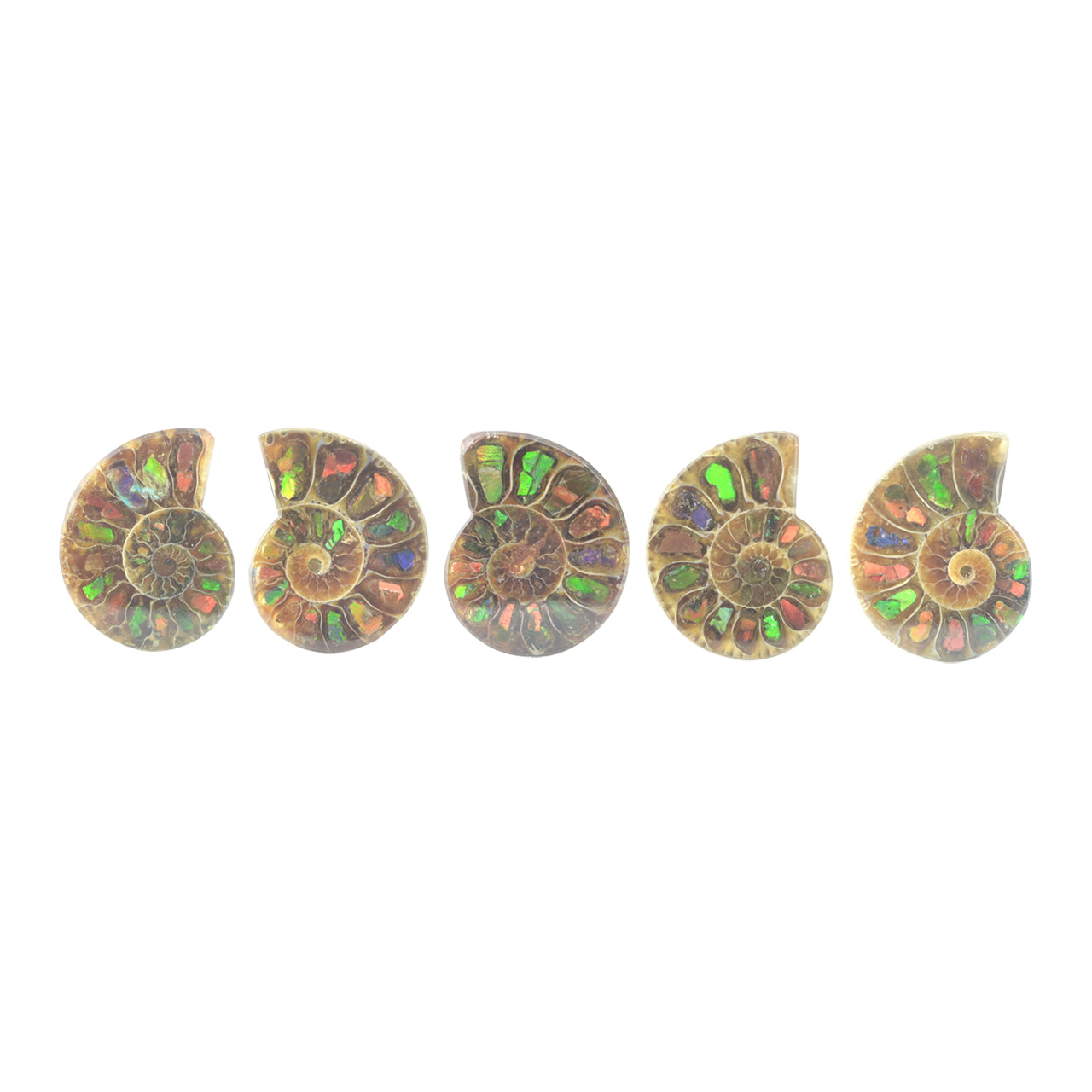 Starborn Ammonite with Ammolite Inlay Cabochon (25-26mm) - 1 Piece