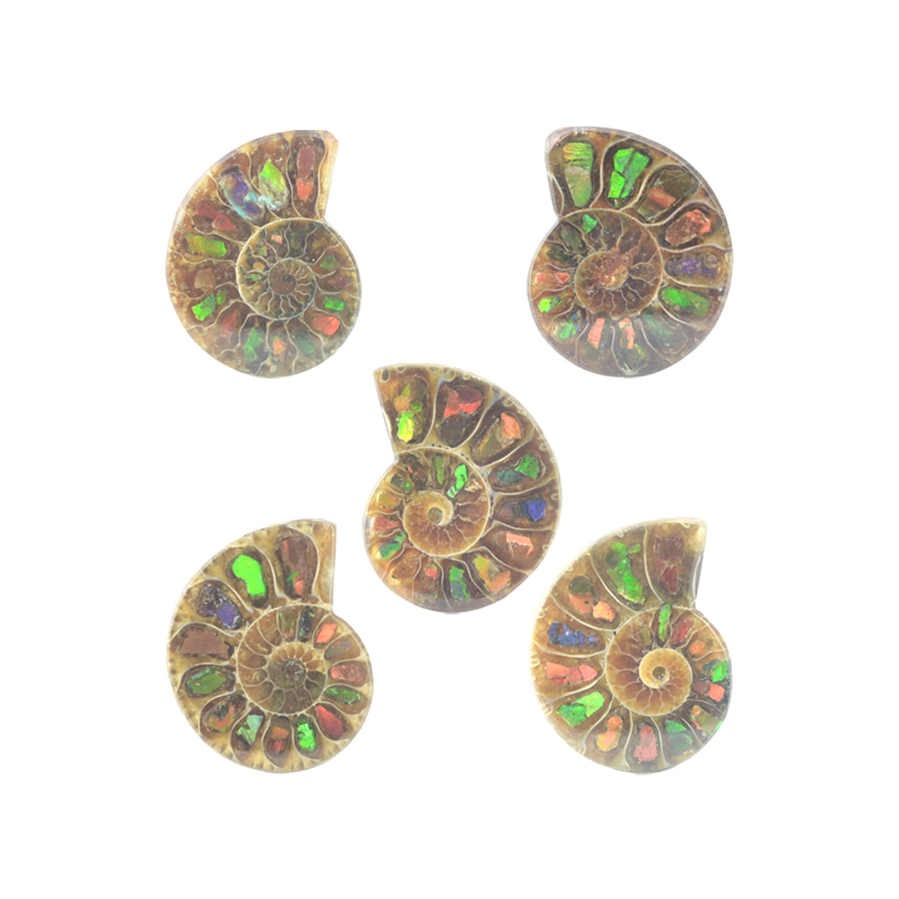 Starborn Ammonite with Ammolite Inlay Cabochon (25-26mm) - 1 Piece