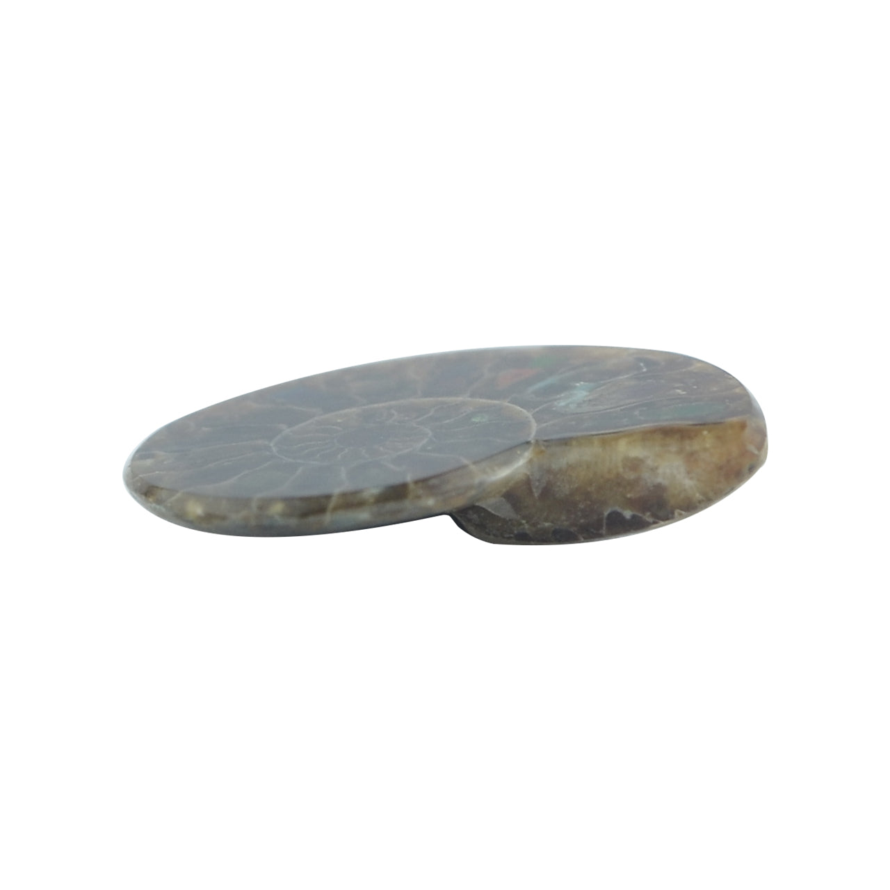 Starborn Ammonite with Ammolite Inlay Cabochon (25-26mm) - 1 Piece
