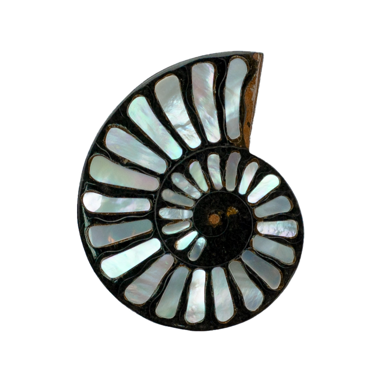 Starborn Ammonite with Mother of Pearl Inlay Cabochon 46 - 48 mm, 1 Piece