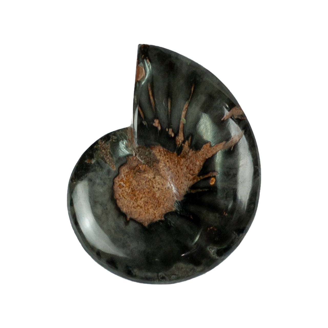 Starborn Ammonite with Mother of Pearl Inlay Cabochon 46 - 48 mm, 1 Piece