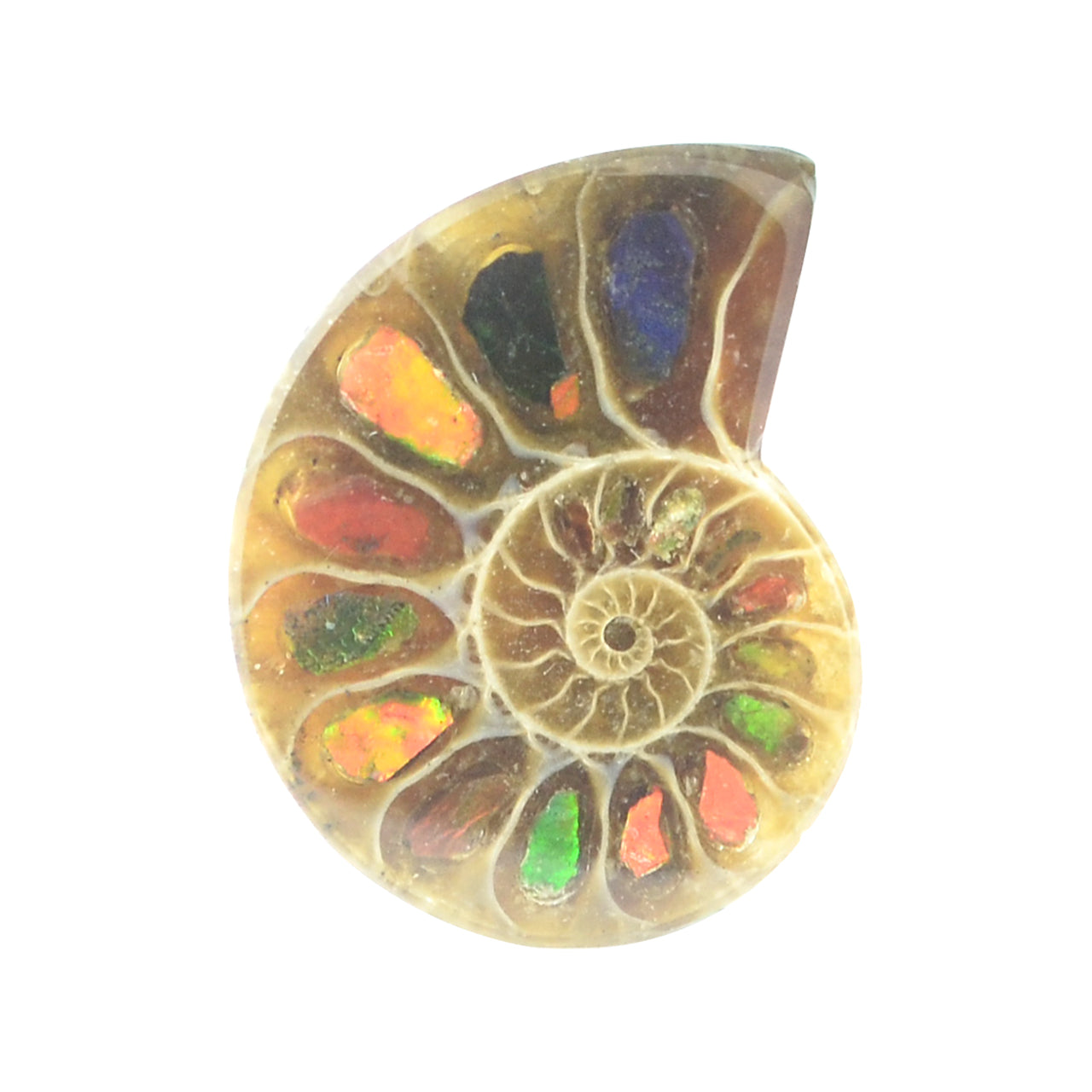 Starborn Ammonite Half with Ammolite Inlay Cabochon (20-22mm) - 1 Piece