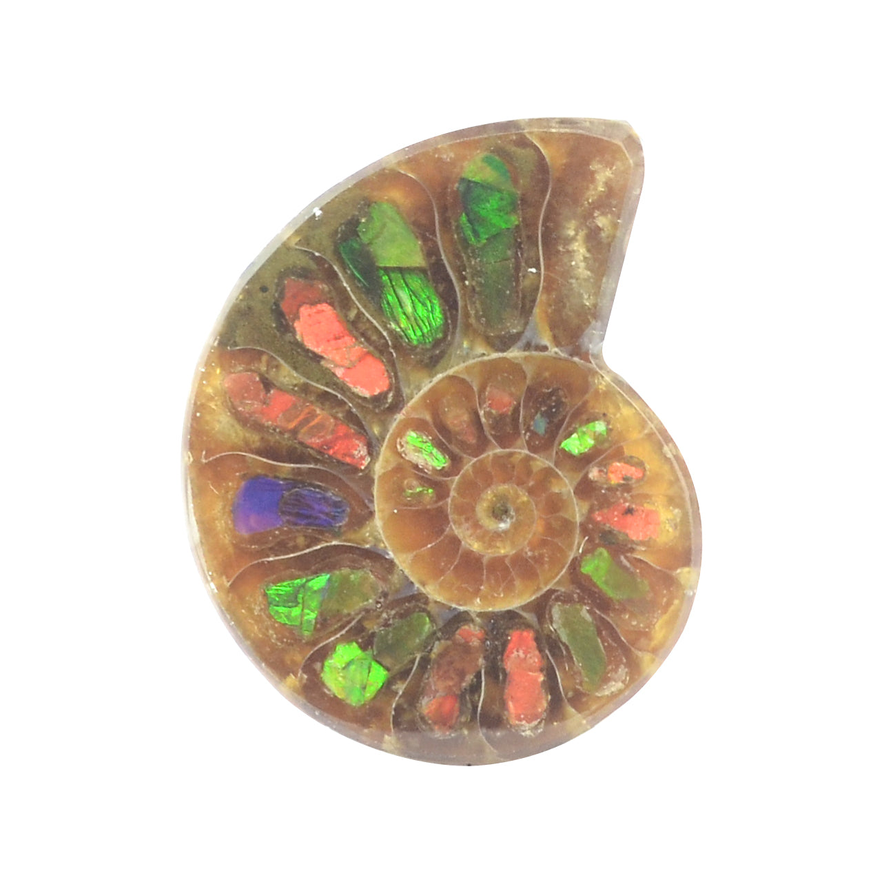 Starborn Ammonite Half with Ammolite Inlay Cabochon (20-22mm) - 1 Piece