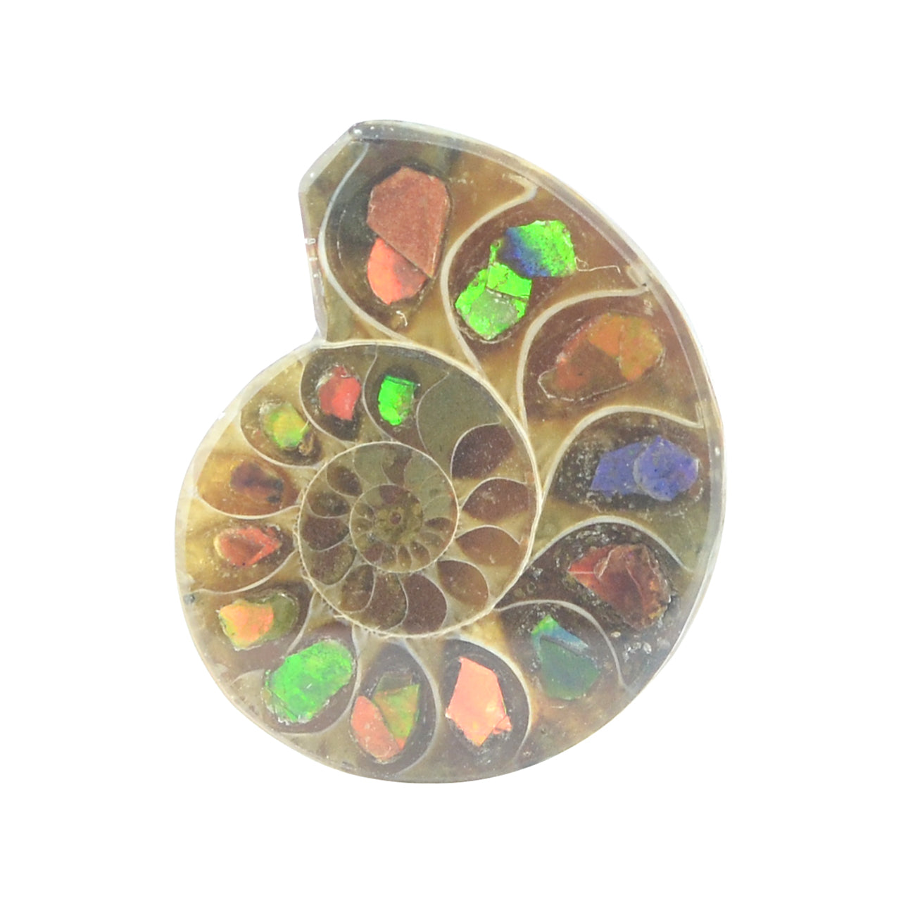 Starborn Ammonite Half with Ammolite Inlay Cabochon (20-22mm) - 1 Piece