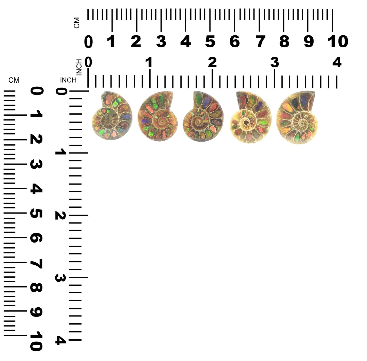 Starborn Ammonite Half with Ammolite Inlay Cabochon (20-22mm) - 1 Piece
