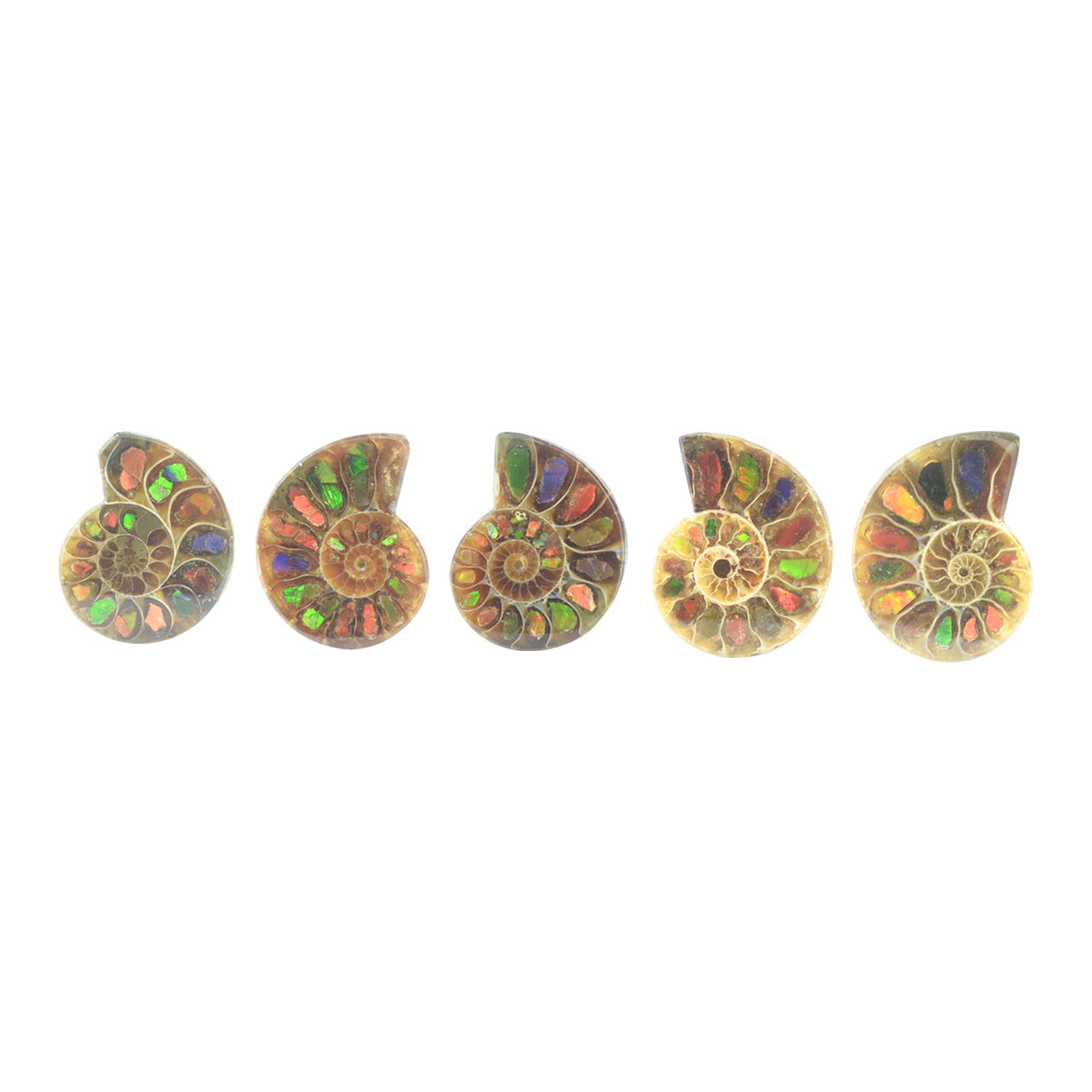 Starborn Ammonite Half with Ammolite Inlay Cabochon (20-22mm) - 1 Piece